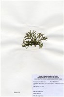 藏品(扁乳節藻)的圖片